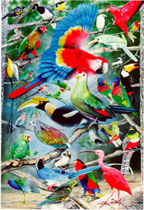 Exotic Birds of the World