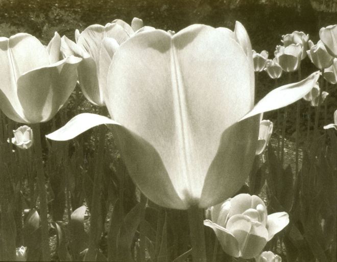 Tulips