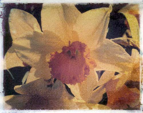 Daffodil