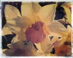 daffodil