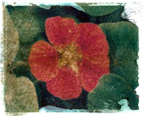 Red Flower