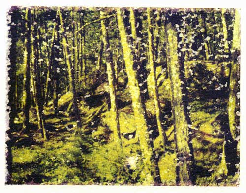 Woods