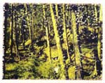 woods