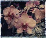 yellow orchid