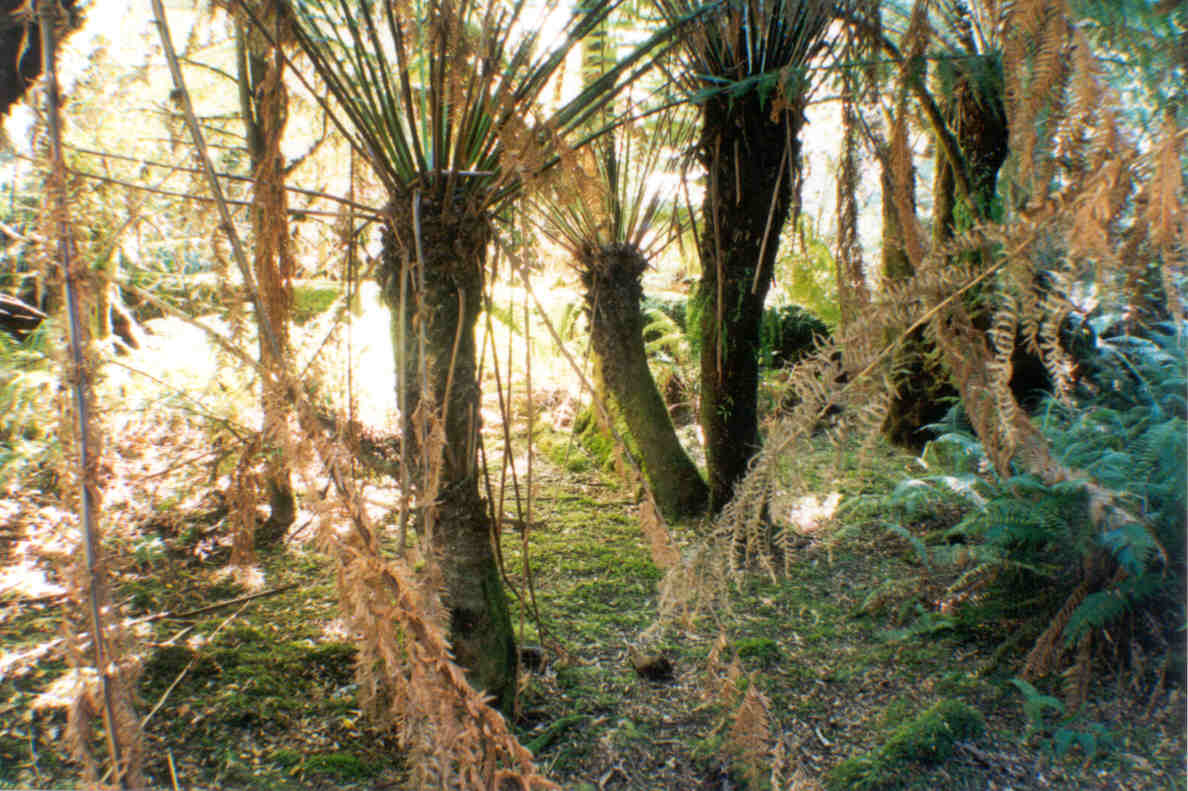 fernsonairwalk.jpg