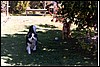 dogsoutback.jpg