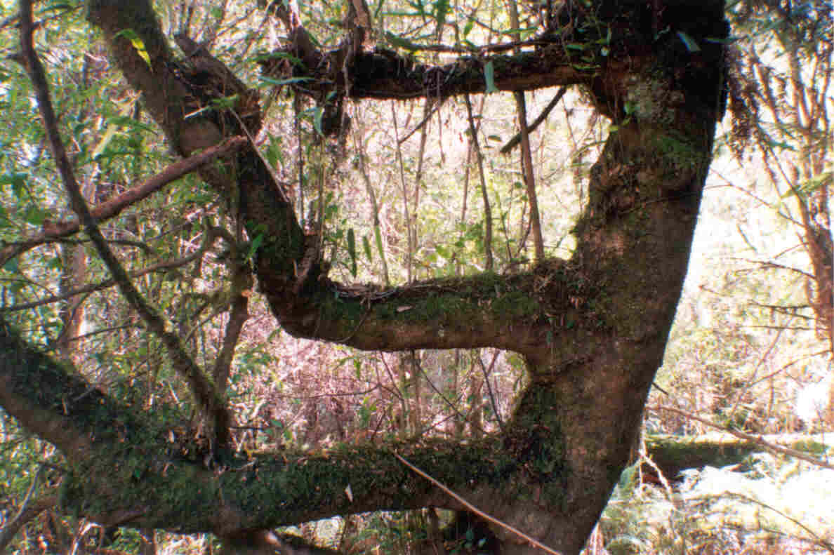 treeonairwalk.jpg