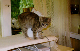 Baby on the ironing board