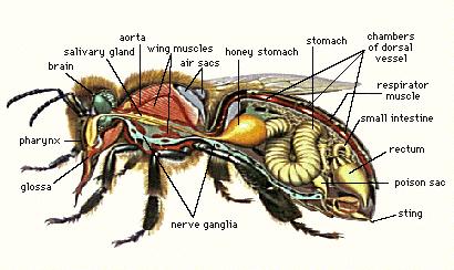 [Bee innards. No, really.]