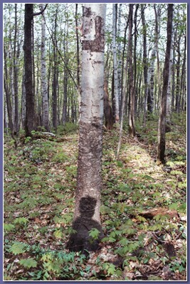 [Human shadow on tree trunk]