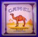 camels