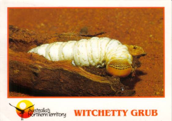 Postcard cover - Witchetty grub and acacia root