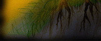 image from the forest of day and night