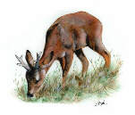 capriolo