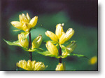 genziana