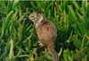 Gray Squirrel