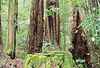 Mossy Stump, Muir Woods