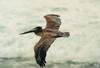 Pelican In Flight