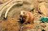 Prairie Dog