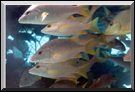 Schoolmaster Fish, Bahamas