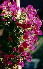 petunias
