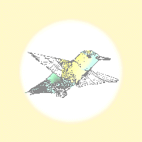 humming bird