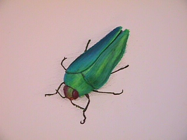 Bug