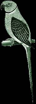 parrot