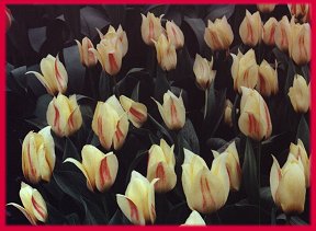 tulips graphic