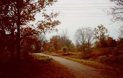 The Woods