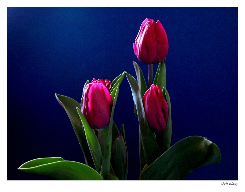Tulips