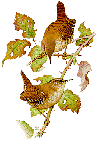 bird.gif