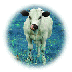 cow.gif