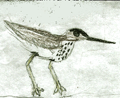 sandpiper.gif