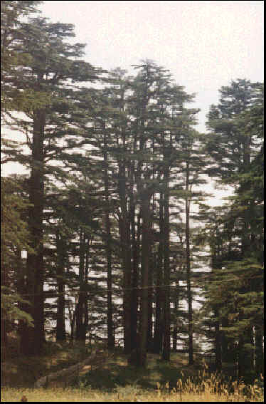 wpeA.jpg (32637 bytes)