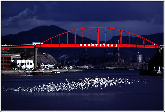 Sea gulls.jpg  78K