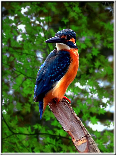 Kingfisher01.jpg  53K