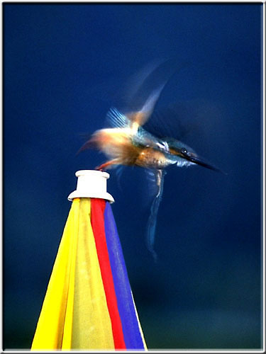 Kingfisher04.jpg  26K