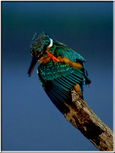 Kingfisher06.jpg  31K