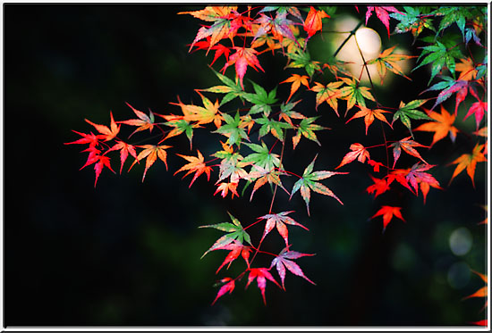 Maple.jpg  66K