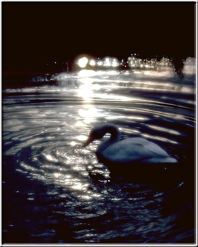 Swan.jpg  39K