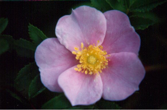 pasture rose.jpg