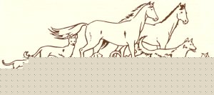 PORTRAITS:Along Animal Lines LOGO