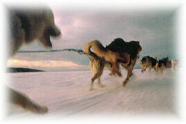 Huskies