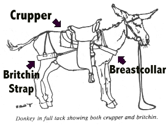 Illustration of Crupper & Britchen Strap on a tacked up Donkey