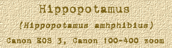 Hippopotamus