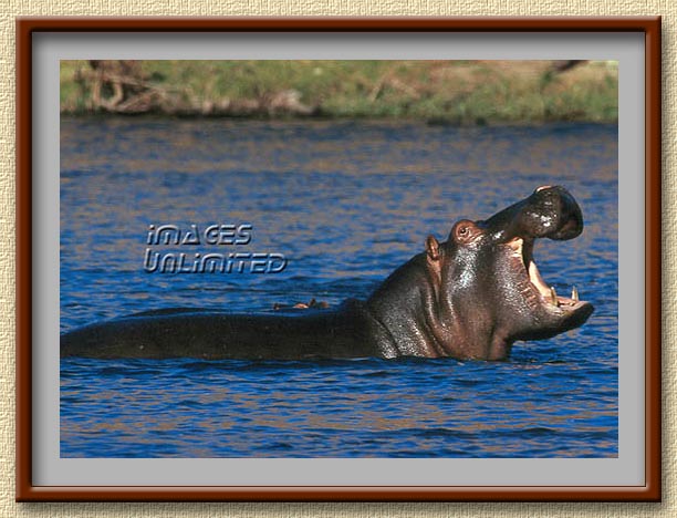 Hippopotamus at Chobe