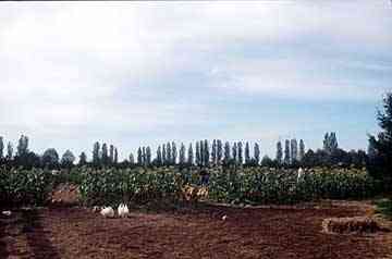 Pumpkin patch