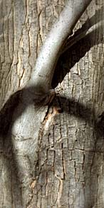 tree.jpg 146x292
