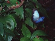 /user/butterflybluemorpho.jpg